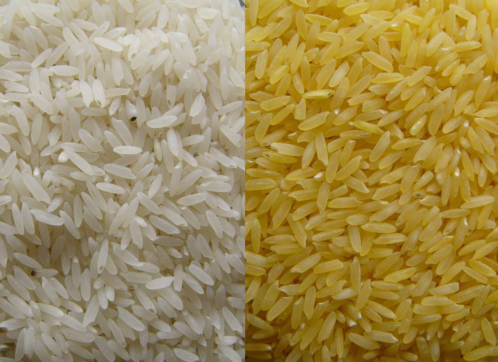 NCRI set to begin trials for modified rice seeds