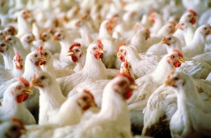 Poultry farming will boost Nigeria’s Economy