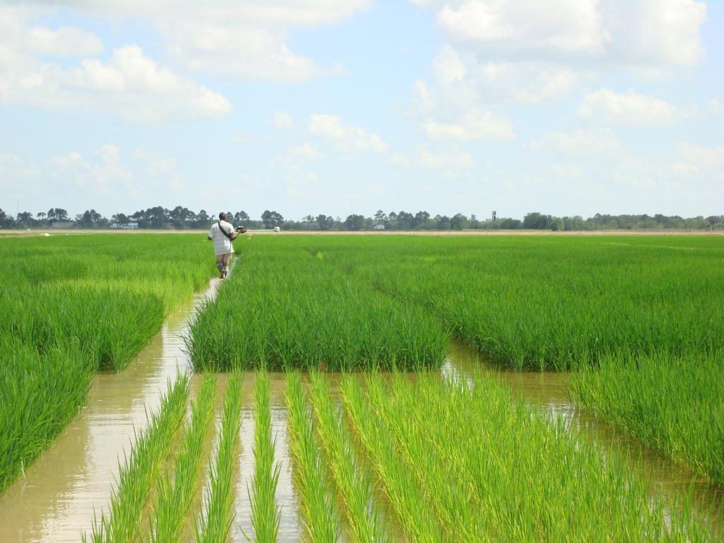 Oyo to begin production of high quality rice