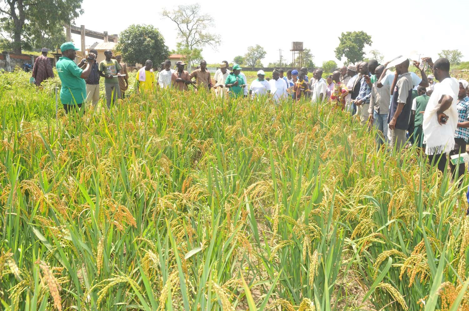 Rice farmers seek support from government