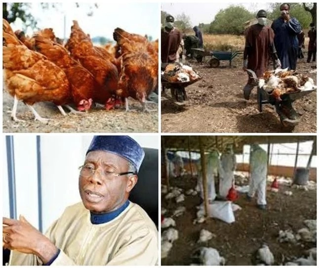 Avian Influenza outbreak hits Abuja, six states
