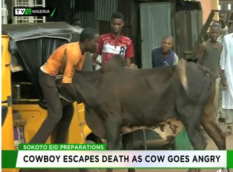 Cowboy escapes death as cow goes angry