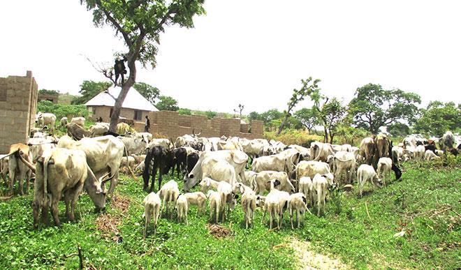 Benue state officially bans open grazing