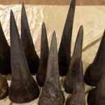 Rhino-Horns-TVCNews
