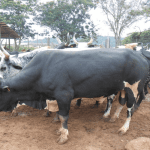 Cattle-Breeding-TVCNews