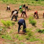 Farmers-in-Nigeria-tvcnews