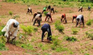 Farmers-in-Nigeria-tvcnews