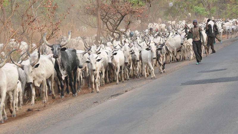 Plateau attack : Riyom community leaders allege death threats by herdsmen