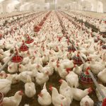 Poultry-TVCNews