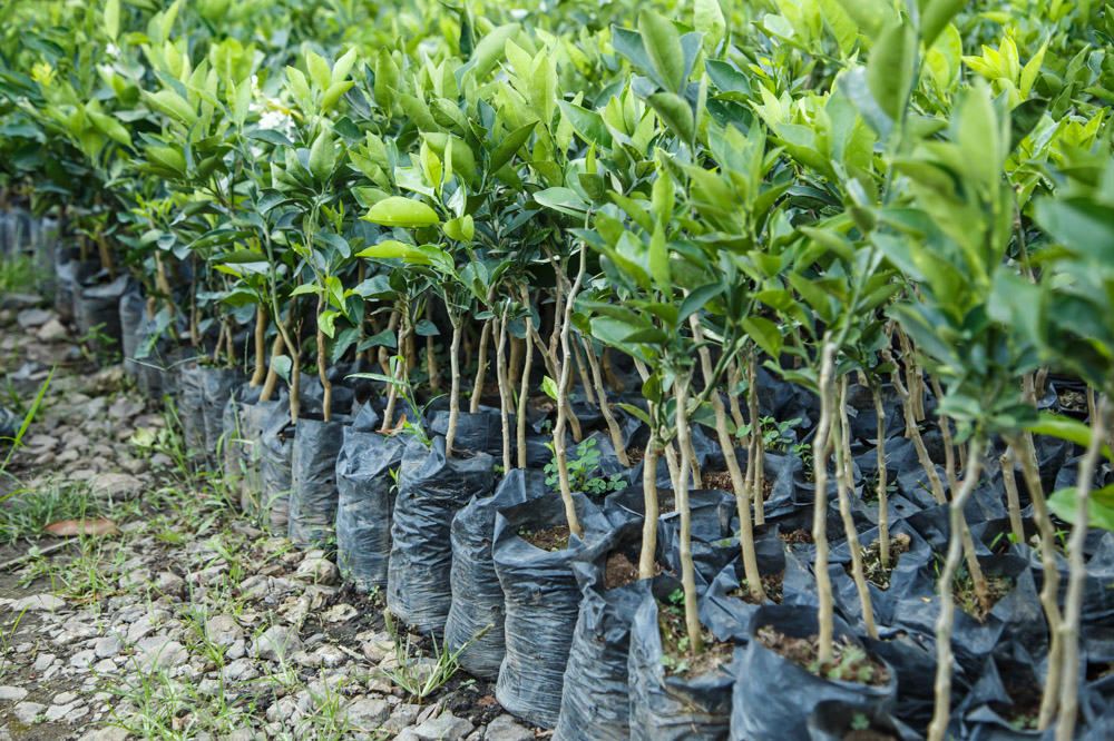 Katsina to plant 5.5m trees to improve ‘fuel to wood balance’