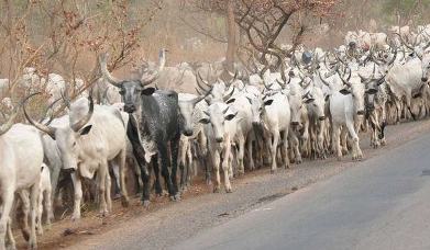 NEC bans Open Grazing as herdsmen attacks persist