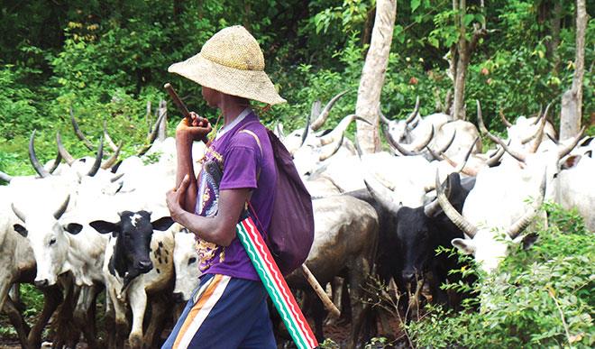 Eight killed, 310 cows rustled in Plateau state