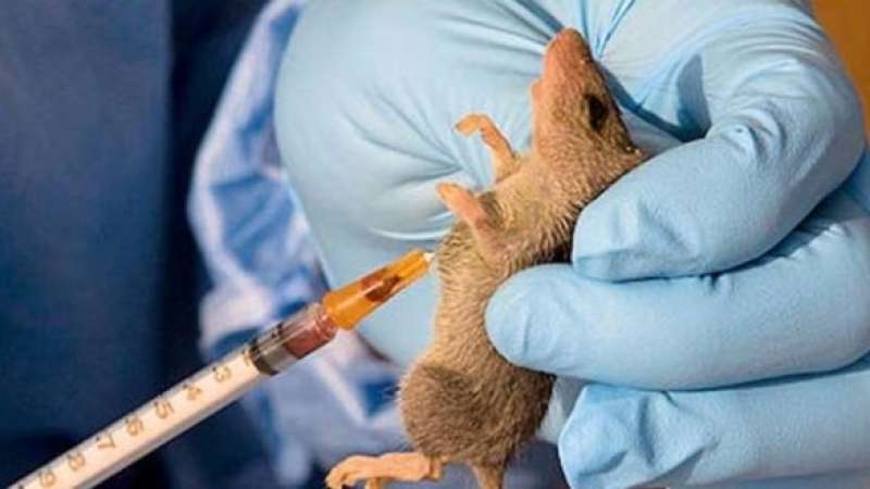 Four new cases of Lassa fever confirmed in three states