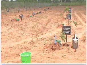 FG flags off 3million Tree planting campaign in Yobe