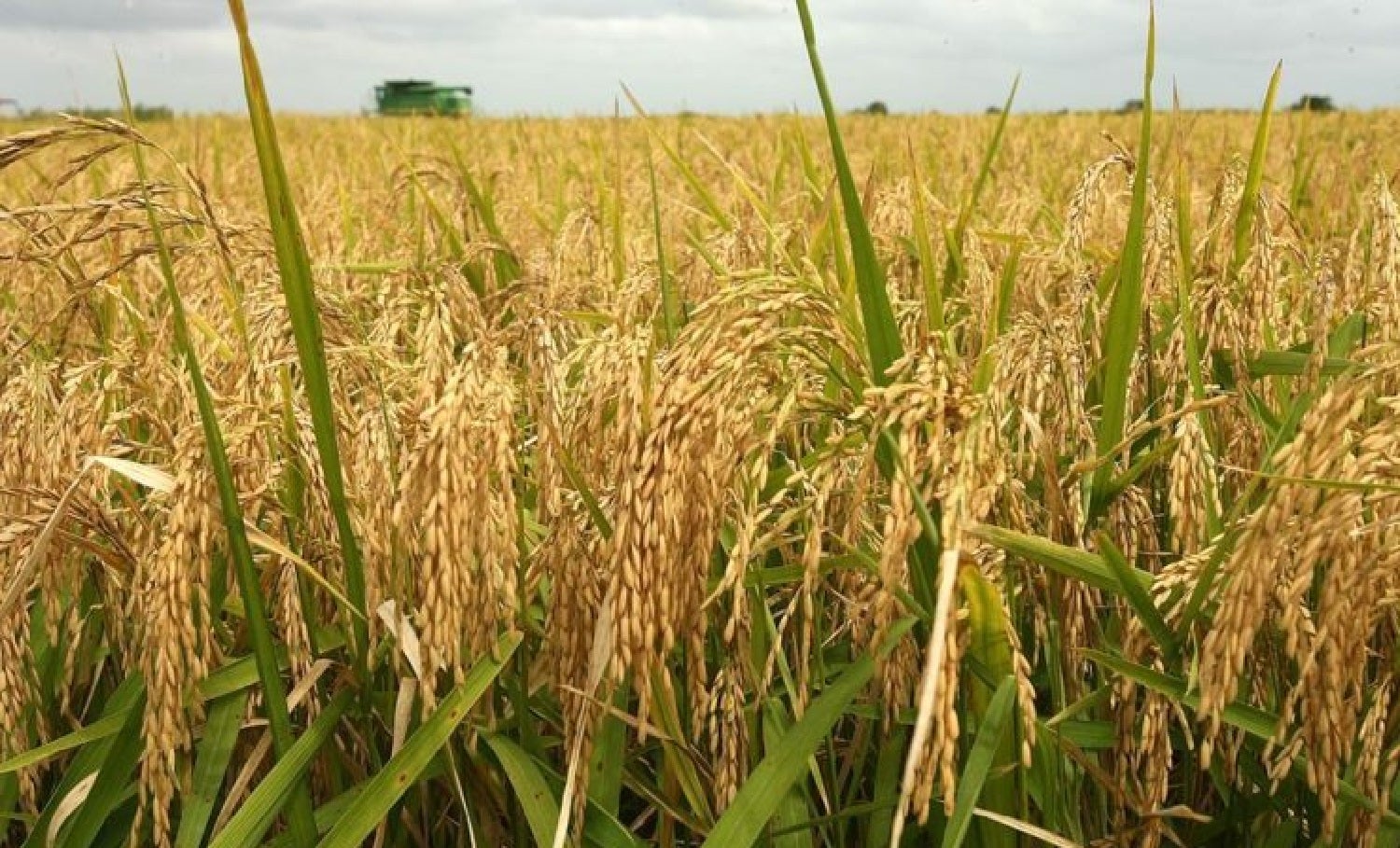 Rice farmers, millers in Adamawa commend Border closure