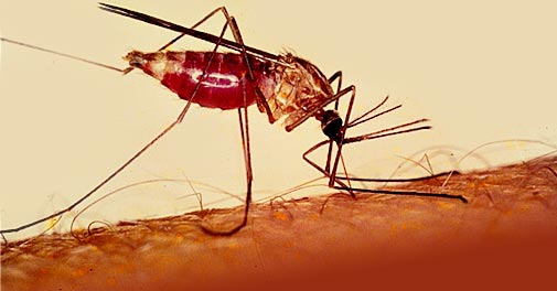 FG launches Advocacy guide for Civil Societies on malaria interventions