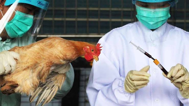 China reports bird flu outbreak