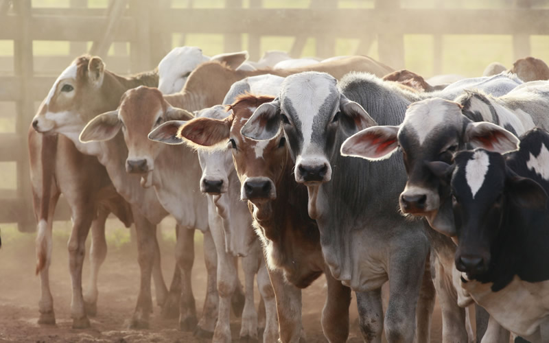 Gombe state government to immunise one million livestock