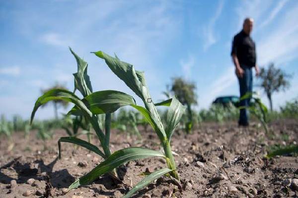 Germany’s farmers seek emergency drought aid