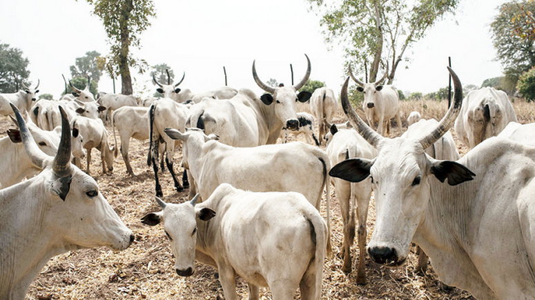 Adamawa Govt declares councillor wanted over cattle rustling ...
