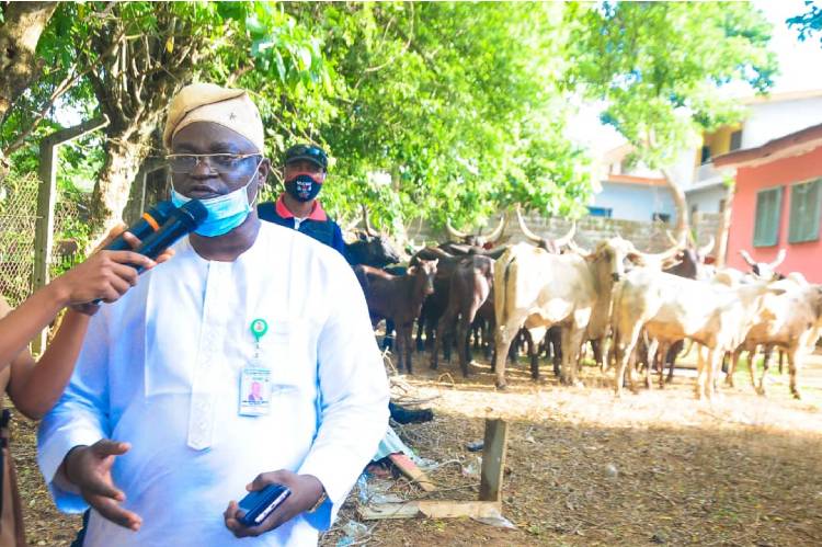 Ondo: Amotekun arrests 42 cows over invasion, destruction of farmlands