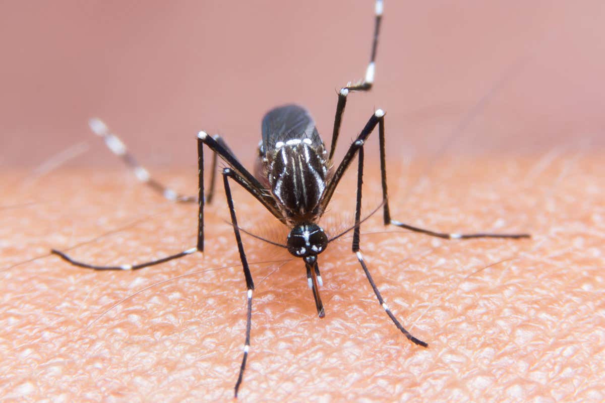 Skin cream applied to mosquito bites stops viruses infecting mice ...