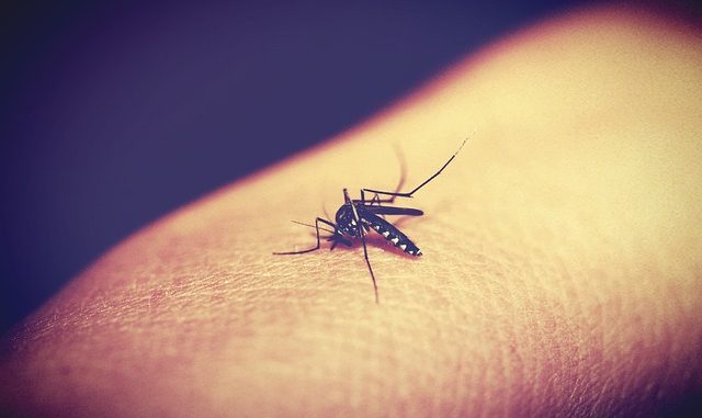 Malaria No More: Nigeria tops global malaria burden – The voice