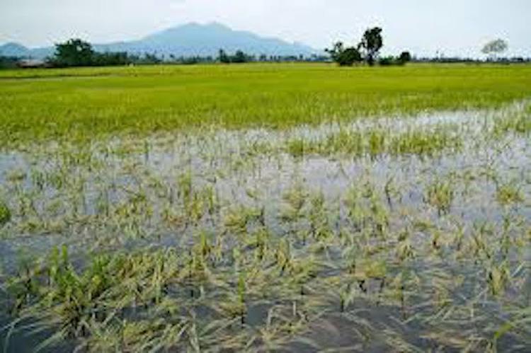 Flood destroys 35,000 rice farmlands, others in Kebbi