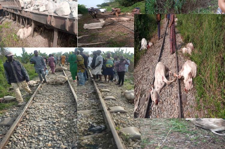 Train derails, kills 47 cows in Osun