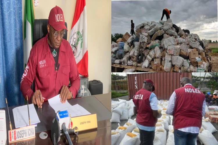 NDLEA Borno Command seizes 16,904.313kg of illicit drugs