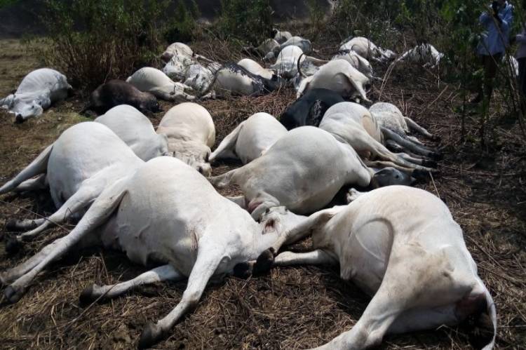 Just In: Thirty cows die mysteriously in Ondo