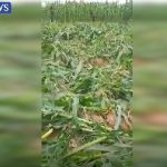 current news, army tells nigerians to disregard doctored video of farmlands being destroyed