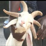 Video: See ram with five horns