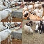 Taskforce recovers 274 rustled cattle, camels, others in Zamfara