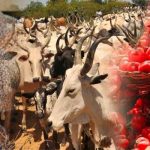 Kaduna Govt. bans transportation of livestock, shuts weekly market in Kawo