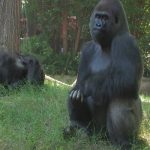 COVID-19: Gorillas at Atlanta Zoo test positive