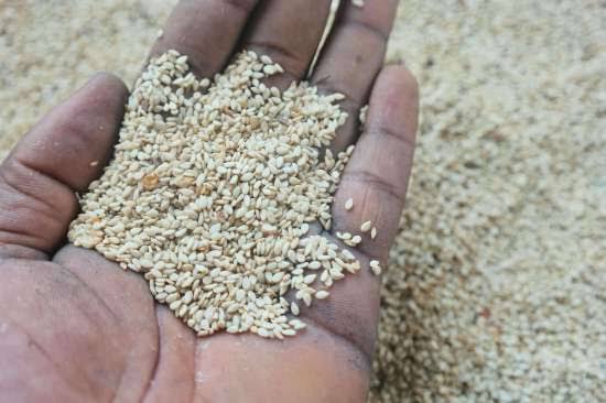 Sokoto Govt promises to sustain support to sesame farmers