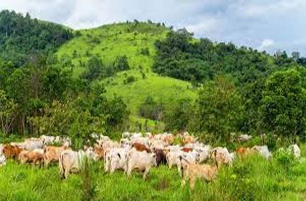 Anti-open grazing law: Experts advocate need for enforcement, urge herders to embrace ranching