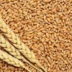 Latest Breaking Business News in Nigeria Today: CBN to put Wheat on FOREX restriction prohibition List