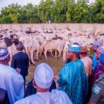 Latest Breaking news about Cattle Rustling :n Zamfara, Security Agents recover 185 stolen Cattle