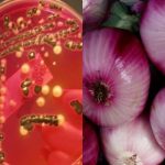 US: Salmonella outbreak in multiple states linked to Onions