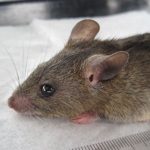 At least 92 persons dead from Lassa fever from January till date-NCDC