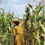 Farmers urged to practice intensive agriculture by getting quality seeds