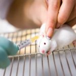 Switzerland to vote on becoming first country to ban animal testing