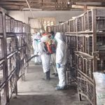 Bird flu: Zamfara begins disinfection of Live bird markets, poultry farms