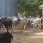 Troops Of Kill Fifteen Bandits, Recover Rustled Cows, Foil Attack On Zamfara Community