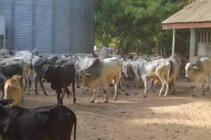 Troops Of Kill Fifteen Bandits, Recover Rustled Cows, Foil Attack On Zamfara Community