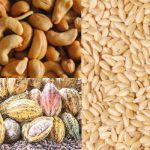 Cocoa, sesame seed, cashew nut tops Nigeria’s agric export