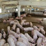 UK pig farmers to receive support from Tesco