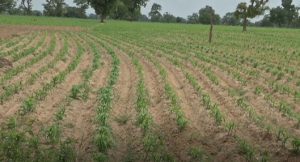 Katsina farmers determined to boost food security despite hurdles